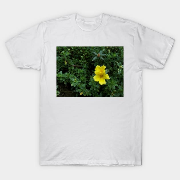 yellow flower in the garden T-Shirt by likbatonboot